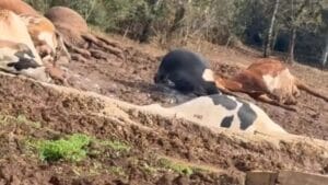 Área rural onde cerca de 32 vacas morreram após a queda de um cabo de alta tensão.
