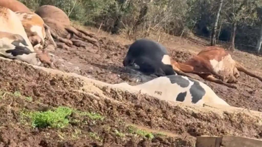 Acidente com cabo de alta tensão mata 32 vacas em propriedade rural de SC Área rural onde cerca de 32 vacas morreram após a queda de um cabo de alta tensão.