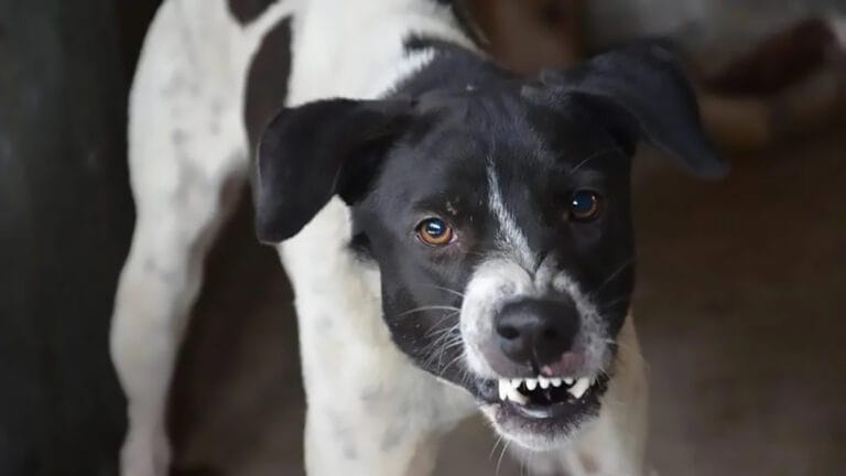 Cachorro pulou muro e atacou cianças