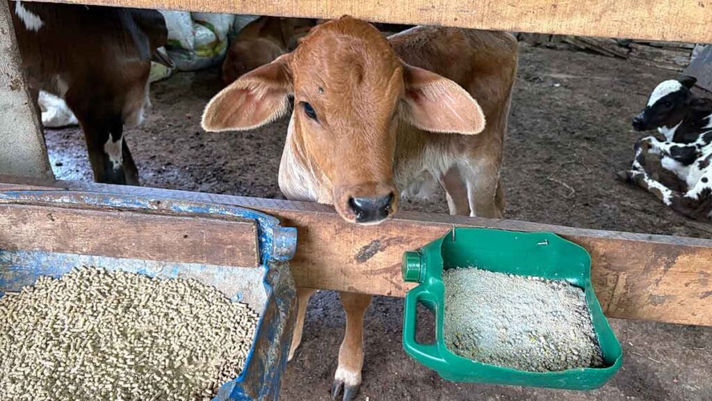 Bezerra em curral durante atividade de produção de leite em Jardim Alegre