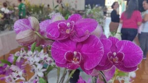 19ª exposição em venda de orquídeas da Assoflor em Jardim Alegre nos dias 5 e 6 de setembro.