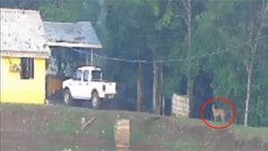 Onça-parda é vista próxima a uma residência na zona rural de São João do Ivaí, na região da Água Rica.