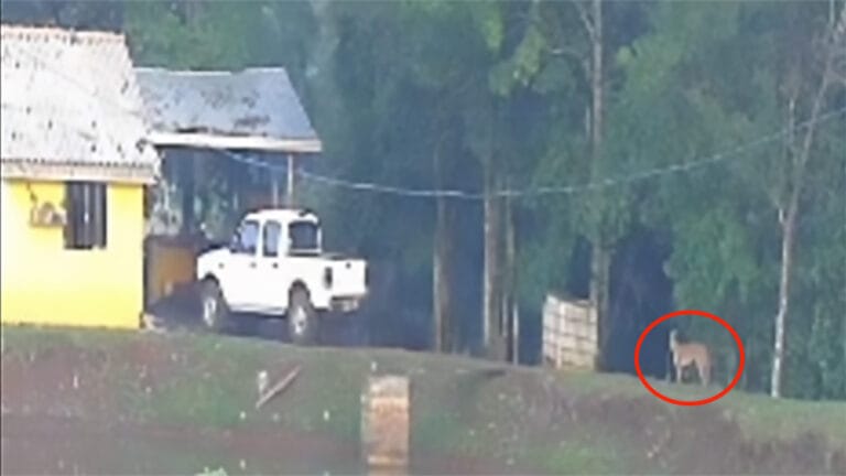 Onça-parda é vista próxima a uma residência na zona rural de São João do Ivaí, na região da Água Rica.