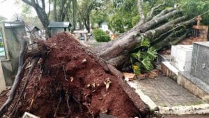 Árvore de grande porte caída no cemitério de Ivaiporã após chuva e vento forte