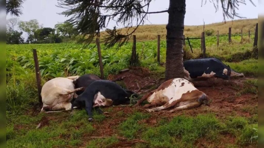 Cinco vacas morreram após uma descarga elétrica atingir uma propriedade rural em Rio Bom durante o temporal.