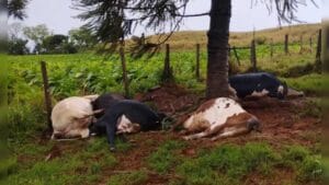 Cinco vacas morreram após uma descarga elétrica atingir uma propriedade rural em Rio Bom durante o temporal.
