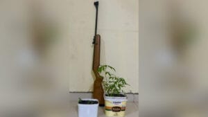 Polícia apreende pés de Cannabis e arma de pressão