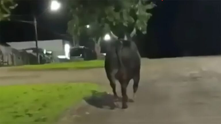 Touro de rodeio corre por rua de Barbosa Ferraz após escapar durante preparativos para festa