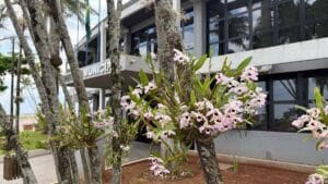 Orquídeas floridas fixadas em árvores em frente ao prédio público de Jardim Alegre