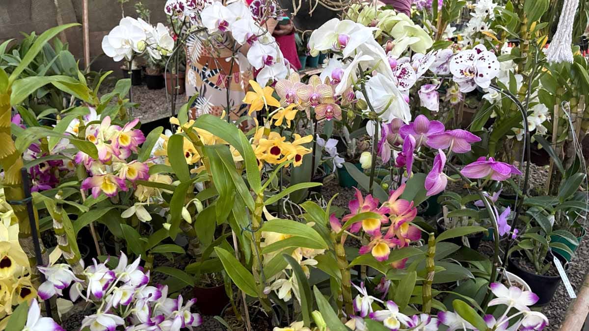 Jardim Alegre mantém tradição de 19 anos com exposição de orquídeas Exposição reúne orquídeas de diferentes espécies e híbridos em Jardim Alegre