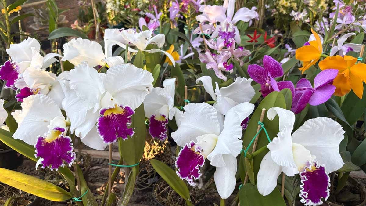 Jardim Alegre mantém tradição de 19 anos com exposição de orquídeas Exposição reúne orquídeas de diferentes espécies e híbridos em Jardim Alegre