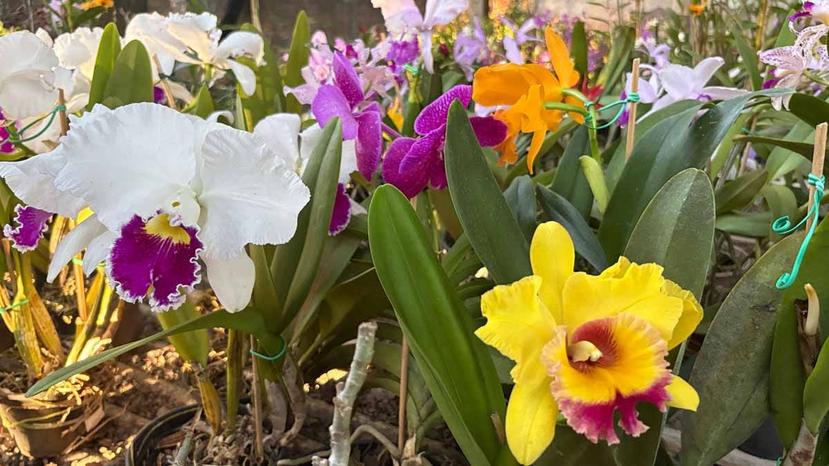 Jardim Alegre mantém tradição de 19 anos com exposição de orquídeas Exposição reúne orquídeas de diferentes espécies e híbridos em Jardim Alegre