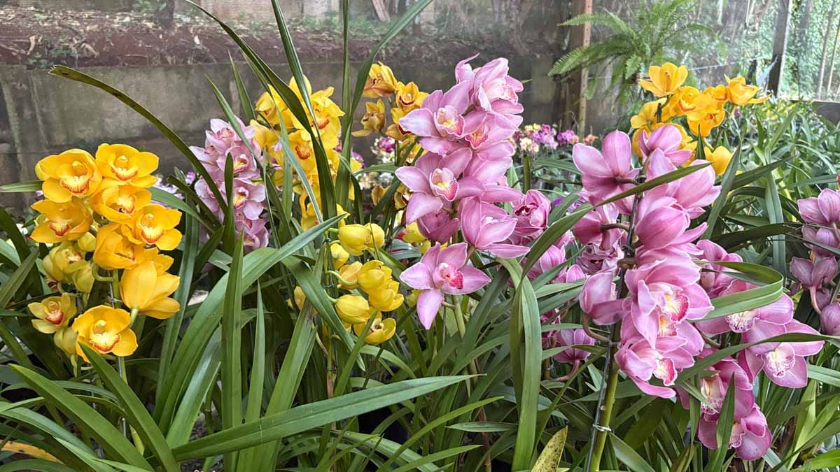 Jardim Alegre mantém tradição de 19 anos com exposição de orquídeas Exposição reúne orquídeas de diferentes espécies e híbridos em Jardim Alegre