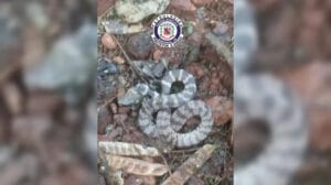 Guarda Municipal resgata cobra dormideira em residência em Arapongas.