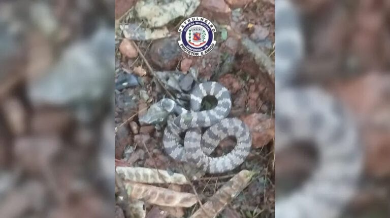 Guarda Municipal resgata cobra dormideira em residência em Arapongas.