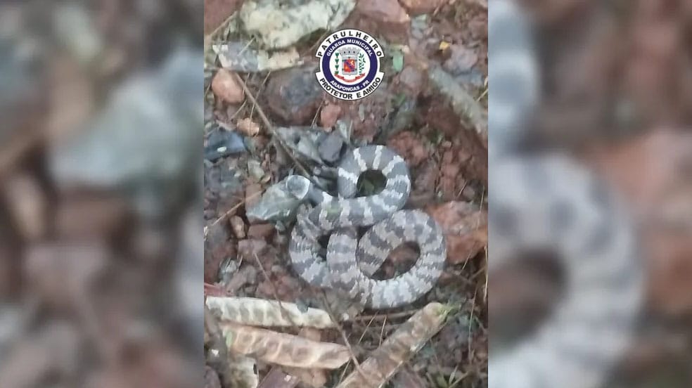 Guarda Municipal resgata cobra dormideira em residência em Arapongas.