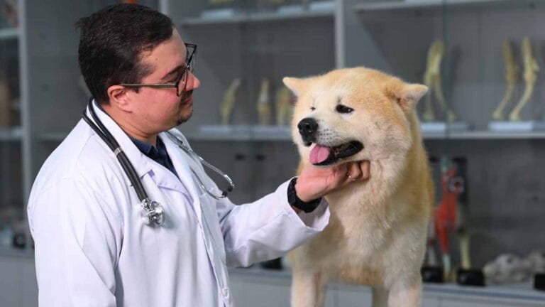 Fatec Ivaiporã abre inscrições para vestibular de Medicina Veterinária com 60 vagas para 2027.