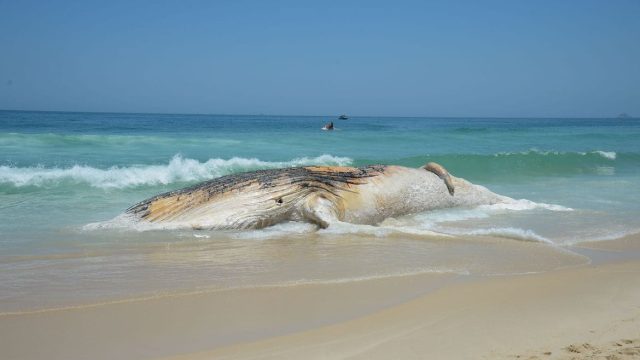 Rio de Janeiro - Corpo de baleia morta encalha na Praia do Arpoador, em Ipanema, na zona sul do Rio (Tomaz Silva/Agência Brasil)