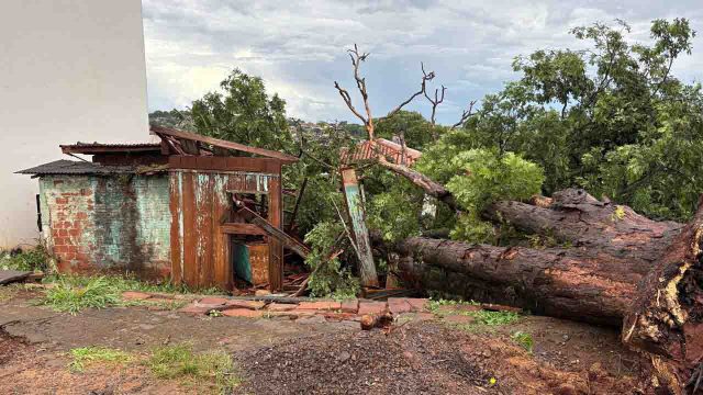 Árvore tombou sobre casa vazia / Foto: Ivan Maldonado