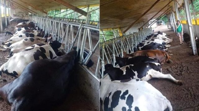 Reprodução / Foto: JATV