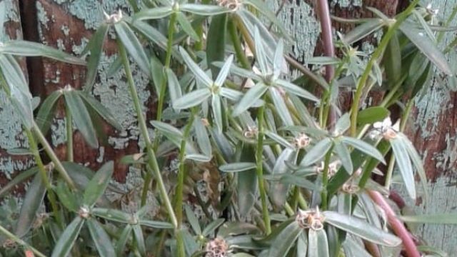 Foto: Reprodução/GMC Online