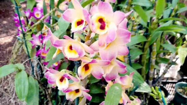 Evento será no próximo final de semana / Foto: Assoflor