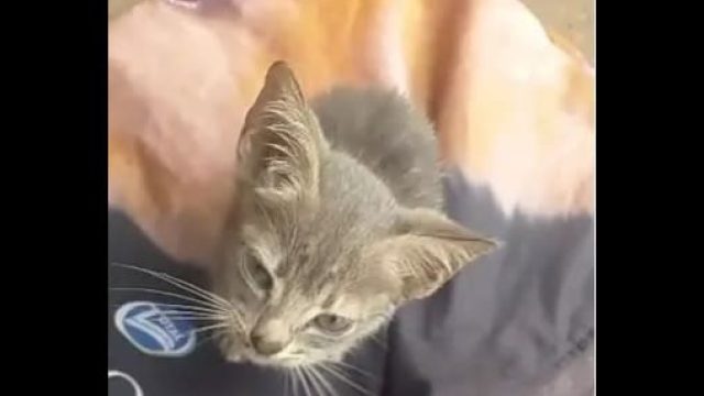 A-PM-chegou-rapidamente-ao-local-e-acionou-o-Canil-00730150-0-202302141247-ScaleDownProportional A-PM-chegou-rapidamente-ao-local-e-acionou-o-Canil-00730150-0-202302141247-ScaleDownProportional