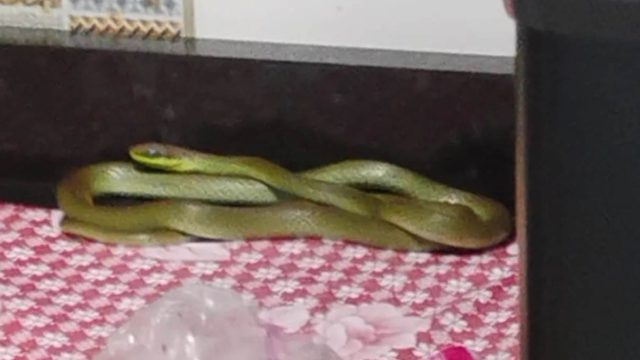 Reprodução / Foto: TN Online