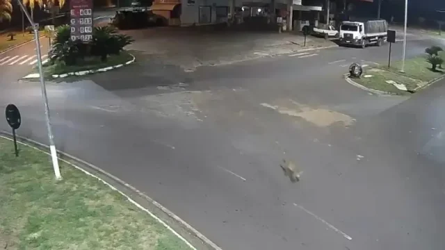 Alem-de-cameras-de-seguranca-outros-testemunhas-viram-o-animal Além de câmeras de segurança, outros testemunhas viram o animal, que é uma onça-parda