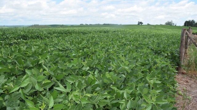 Foto: Ivan Maldonado