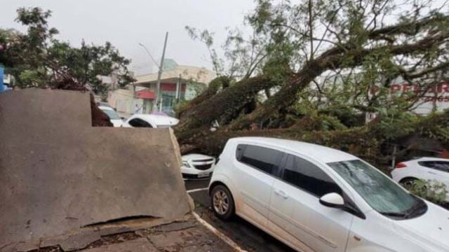 Arvore-de-grande-porte-cai-durante-temporal-em-Apu-00734934-0-202303021724-md A árvore atingiu carros que estavam estacionados na Rua Lapa / Foto: Reprodução TN Online