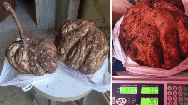 Batata doce Foram colhidas duas batatas com mais de 8 quilos / Foto: NH Notícias