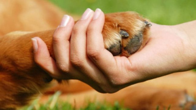 PM registra envenenamento de cães em Borrazópolis