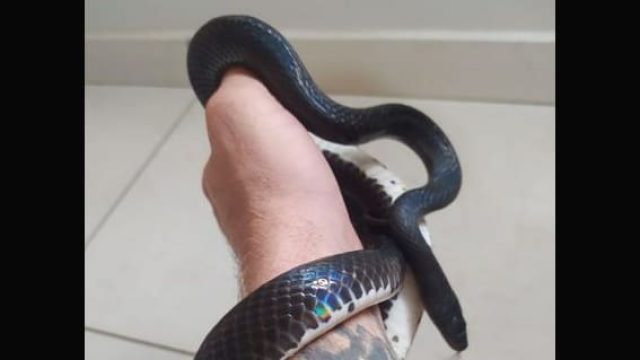 Cobra rara Apucarana