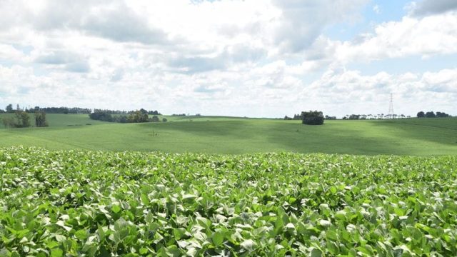 Cultura da soja safra 2020-2021 Chuvas recuperam desenvolvimento das lavouras na região