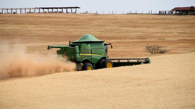 Quebra no trigo pode chegar a 30% na região de Ivaiporã