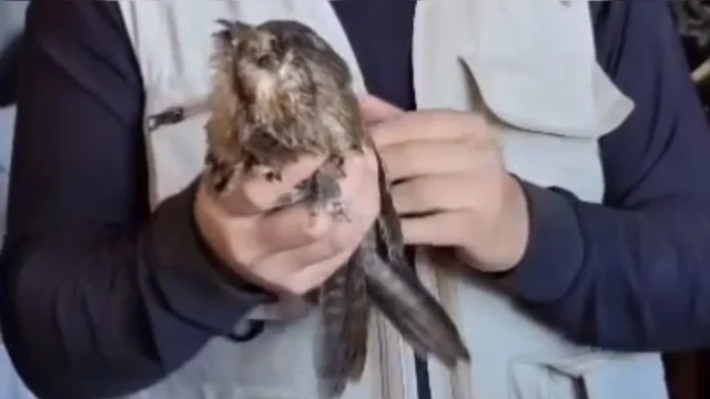 De acordo com o biólogo, o animal é uma espécie migratória, o que significa que ele não é nativo da região - Foto: Reprodução