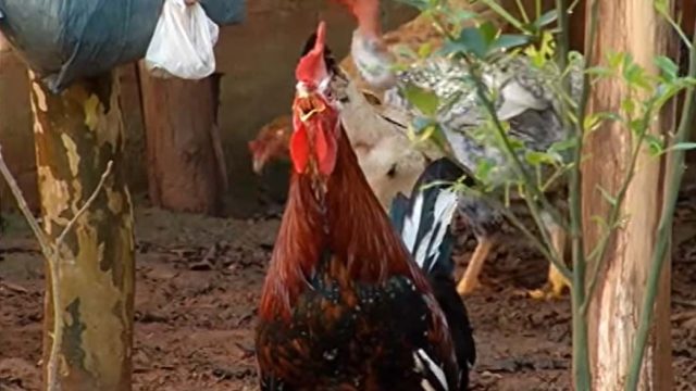 Após incomodar vizinho, galo virá caso de polícia em Ivaiporã