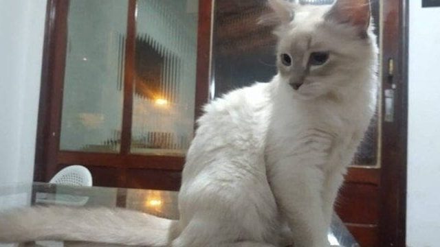Brasil confirma primeiro caso de covid-19 em gato