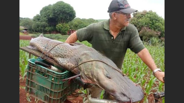 Pintado com mais de 40 quilos