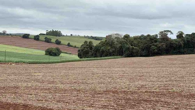 Área plantada com trigo perde espaço na região de Ivaiporã / Foto: Ivan Maldonado