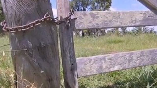 Ladrões furtam 7 bezerros de sítio no Lajeado, em Arapuã