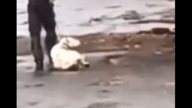 Homem é preso em Ivaiporã após arrastar e agredir cachorro