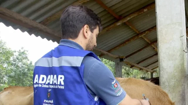 Não existe vacina, portanto o controle da doença fundamenta-se na detecção e eliminação dos animais positivos / Foto: Ilustração/AEN