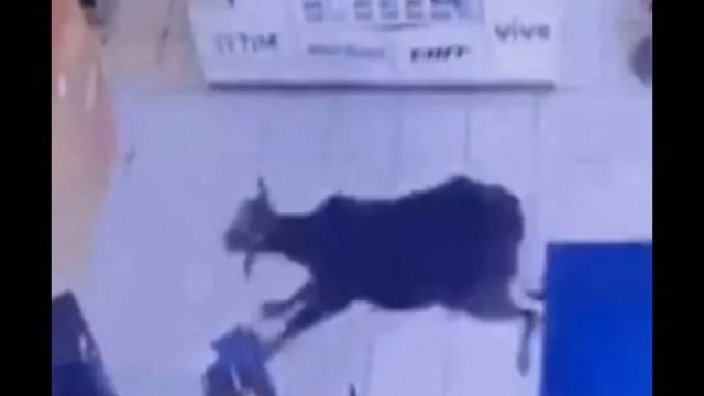 No final da confusão, a vaca voltou para o sítio, sem ferimentos/ Foto: Reprodução