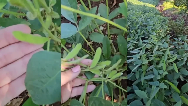 O-caso-foi-registrado-no-Parana- O caso foi registrado no Paraná, mas não se sabe em qual municipio / Foto: Reprodução: Redes Sociais