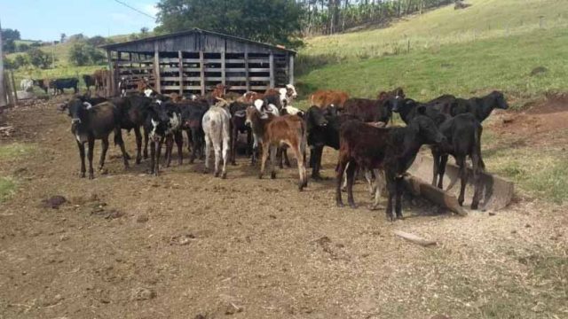 Onze-cabecas-de-gado-todos-bezerros-foram-levadas- gado