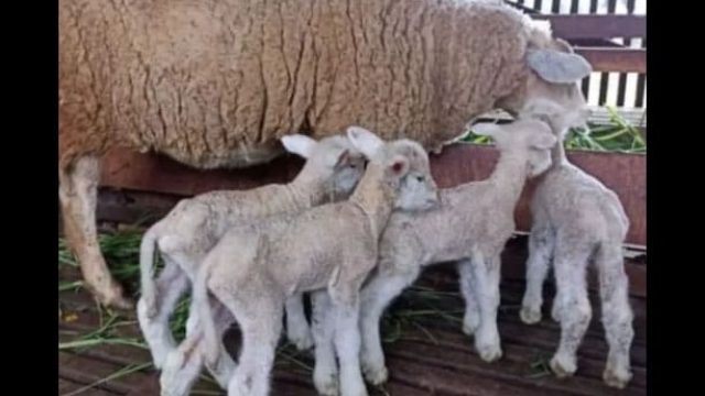 Ovelha tem quadrigêmeos pela segunda vez em um ano O caso já é considerado raro, mas o mais surpreendente é que essa é a segunda vez que ela gerou quadrigêmeos no período de um ano / Foto: Reprodução