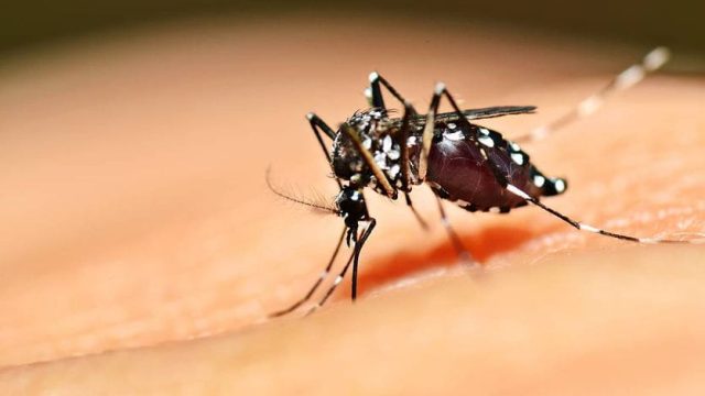 novos óbitos provocados pela dengue