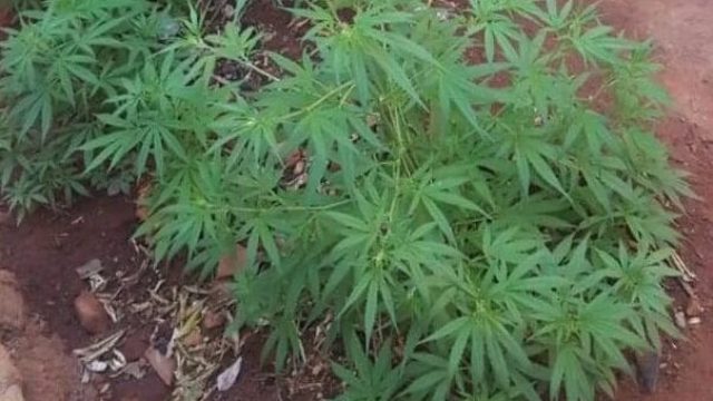 PM apreende dois pés de maconha em Ivaiporã